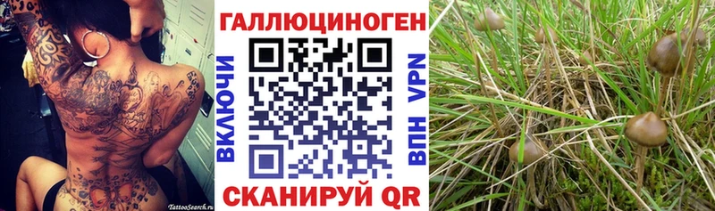 Псилоцибиновые грибы мицелий  Урус-Мартан 